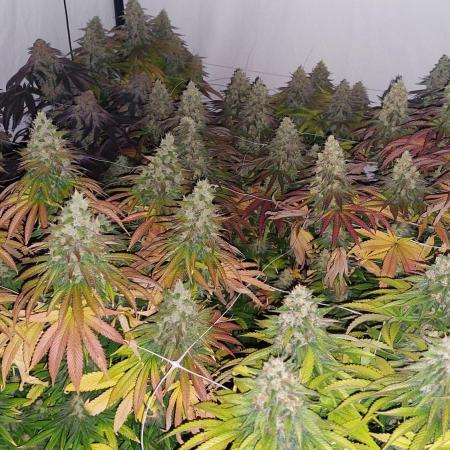Super Critical by Greenhouse seeds