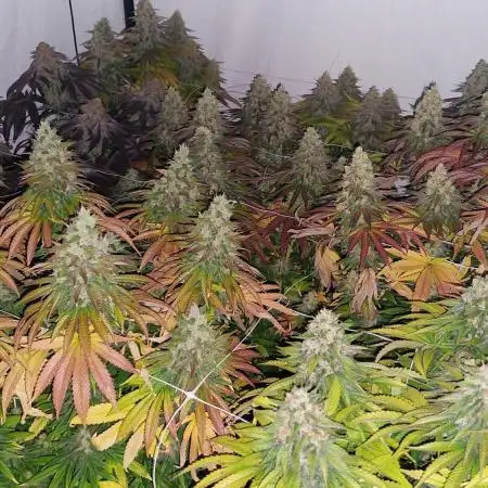 Super Critical by Greenhouse seeds