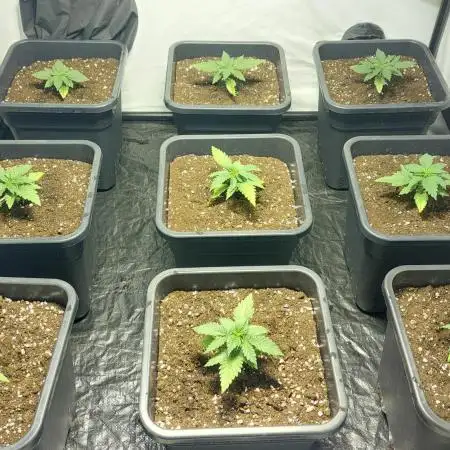 Special Queen 1 Grow