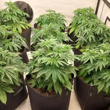 Super Critical by Greenhouse seeds