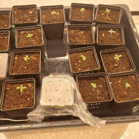 Super Lemon Haze x RS11