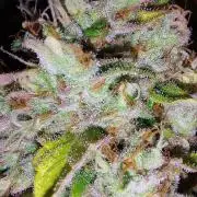 Special Queen 1 Grow