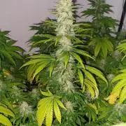 Special Queen 1 Grow