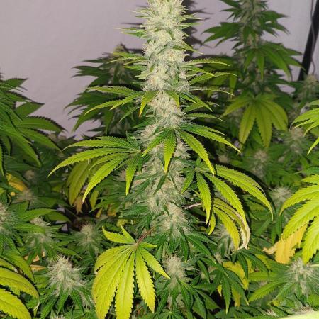 Special Queen 1 Grow