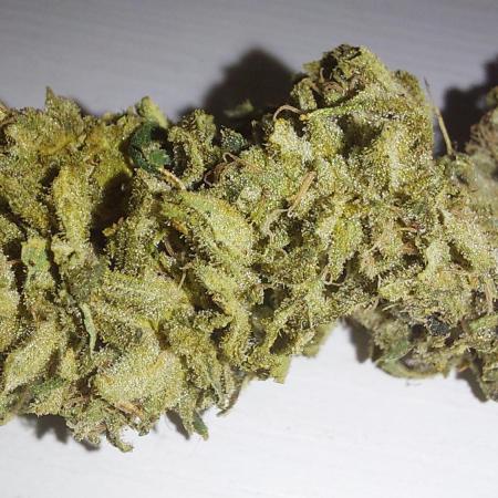 Fullgas by Greenhouse seeds