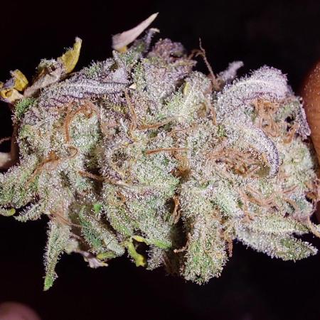 Tutti Frutti Grow