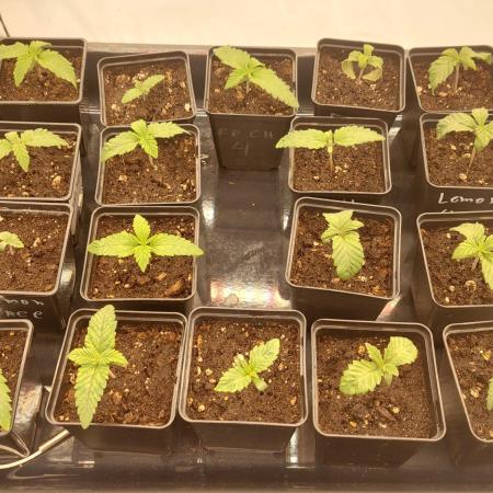 Super Critical by Greenhouse seeds