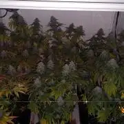 Tutti Frutti Grow