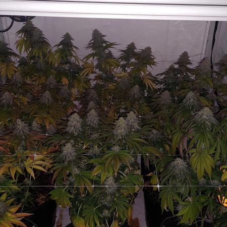 Tutti Frutti Grow