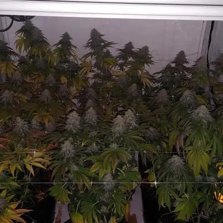 Tutti Frutti Grow