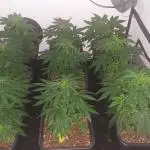 Special Queen 1 Grow