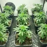 Special Queen 1 Grow