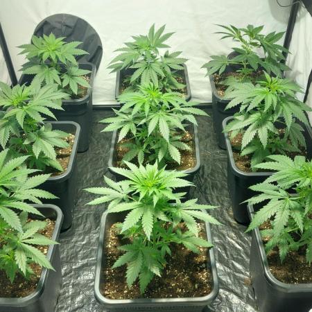 Special Queen 1 Grow