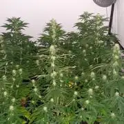 Special Queen 1 Grow
