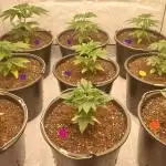 Tutti Frutti Grow