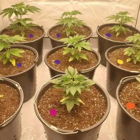 Tutti Frutti Grow