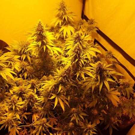 Special Queen 1 Grow