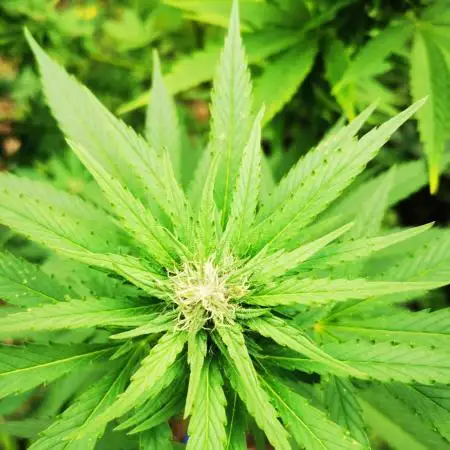 Outdoor Grow 2025 Sunny Hills