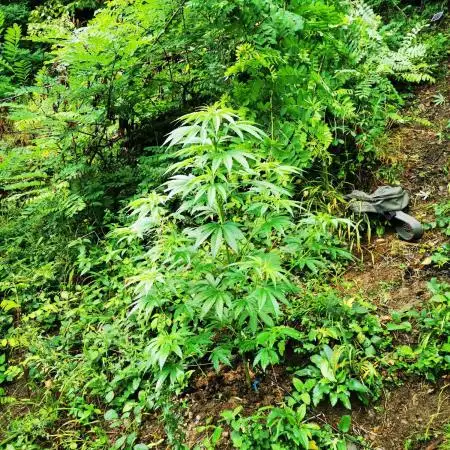 Outdoor Grow 2025 im Schwarzwald