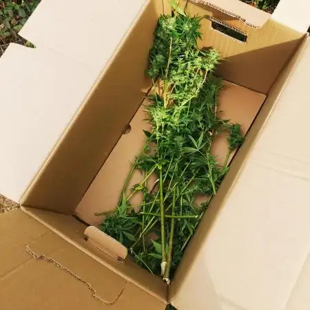 Guerilla grow 2023 cbd/thc Sorten