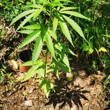 Outdoor Grow 2025 im Schwarzwald