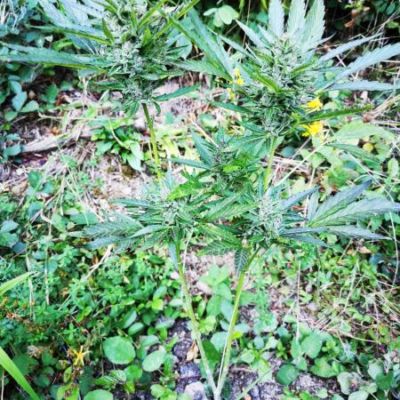Outdoor Grow 2025 Sunny Hills