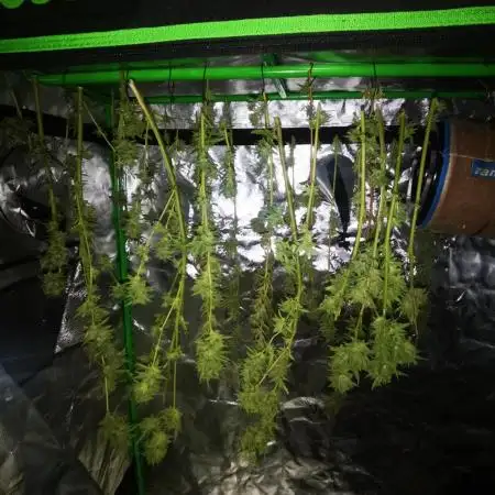 Outdoor Grow 2025 Sunny Hills