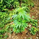 Outdoor Grow 2025 im Schwarzwald