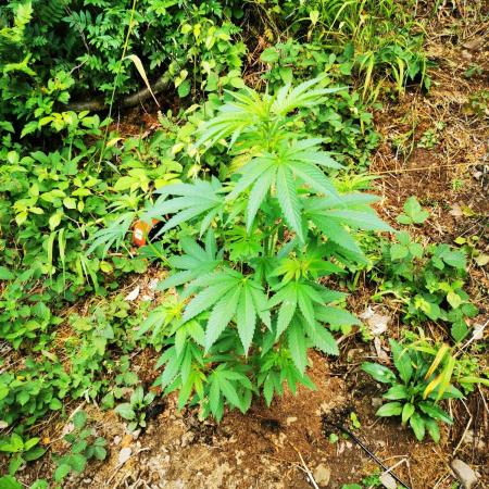 Outdoor Grow 2025 im Schwarzwald
