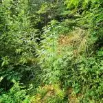 Outdoor Grow 2025 Sunny Hills
