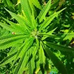 Outdoor Grow 2025 Sunny Hills
