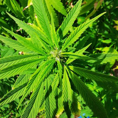 Outdoor Grow 2025 Sunny Hills
