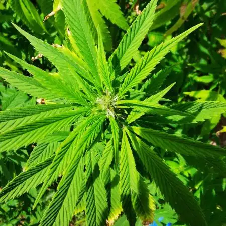 Outdoor Grow 2025 Sunny Hills