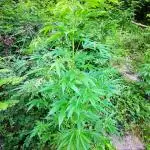 Outdoor Grow 2025 Sunny Hills
