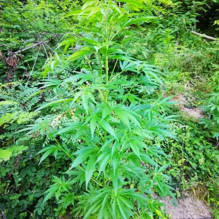 Outdoor Grow 2025 Sunny Hills