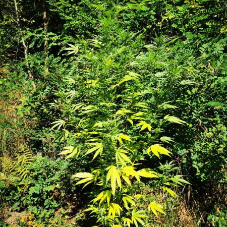 Outdoor Grow 2025 Sunny Hills