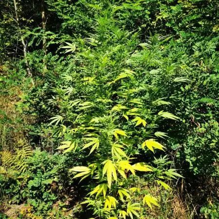 Outdoor Grow 2025 Sunny Hills