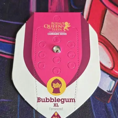 Bubblegum XL