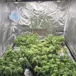 NYC Sour Diesel Autoflower by RQSxTyson
