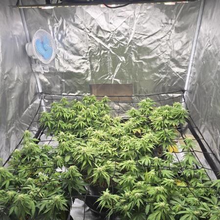 NYC Sour Diesel Autoflower by RQSxTyson