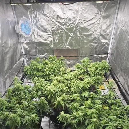 NYC Sour Diesel Autoflower by RQSxTyson