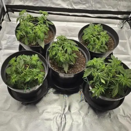 NYC Sour Diesel Autoflower by RQSxTyson