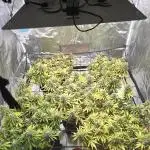 NYC Sour Diesel Autoflower by RQSxTyson