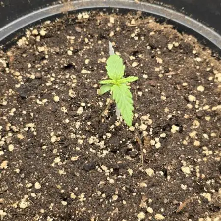 NYC Sour Diesel Autoflower by RQSxTyson