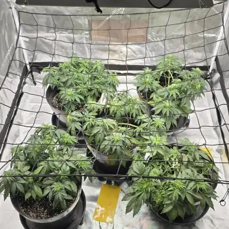 NYC Sour Diesel Autoflower by RQSxTyson