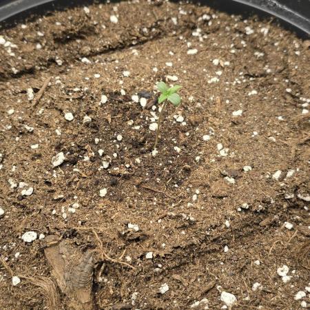 NYC Sour Diesel Autoflower by RQSxTyson