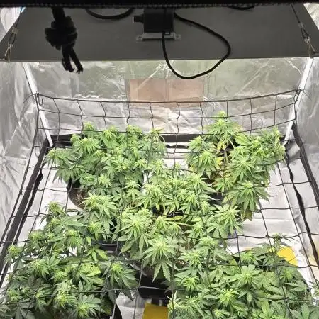 NYC Sour Diesel Autoflower by RQSxTyson