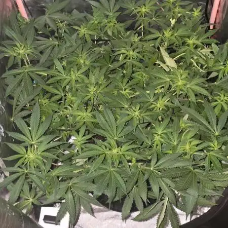 Bubblegum XL
