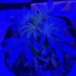 Bubblegum XL