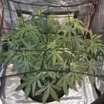 Bubblegum XL